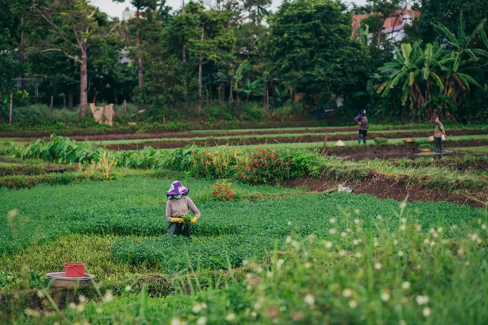 countryside, harvest, farmer, agriculture, rural, farmer, farmer, farmer, farmer, farmer